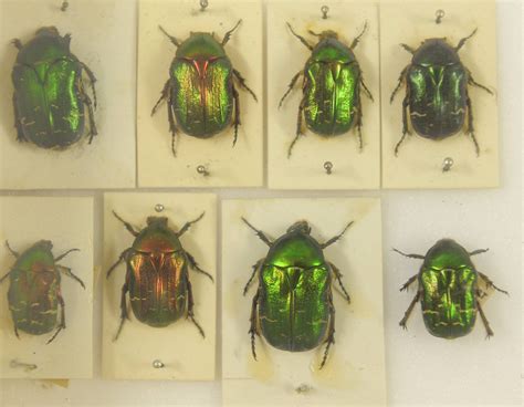 Rose Chafer Beetles - Scarborough Museums and Galleries