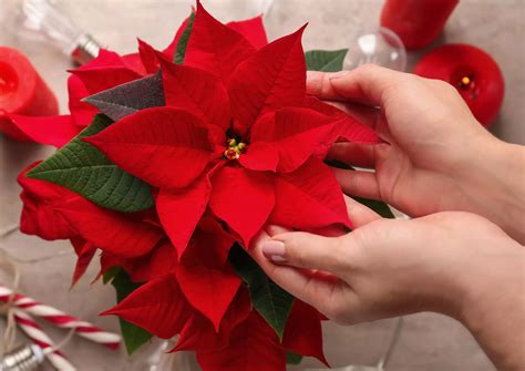 How to Keep your Christmas Poinsettia Alive | Houseplant Advice
