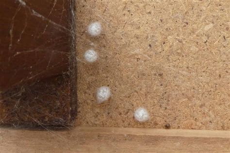 Complete Guide on Spider Eggs: Identification and How to Get Rid of ...