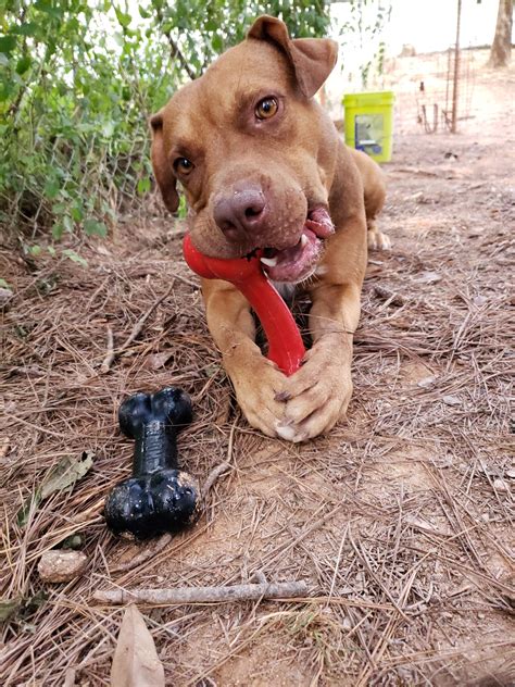 Madison Oglethorpe Animal Shelter: KONG Toys Grant Report - Petfinder ...