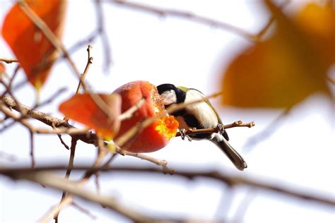 Japanese Tit | ture Japan | Nature Photographs