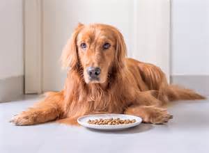 Popular dog foods contain 'dangerous levels' of heavy metals - Earth.com