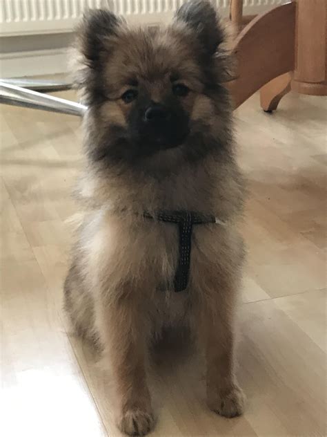Pomeranian German Shepherd Mix Puppies