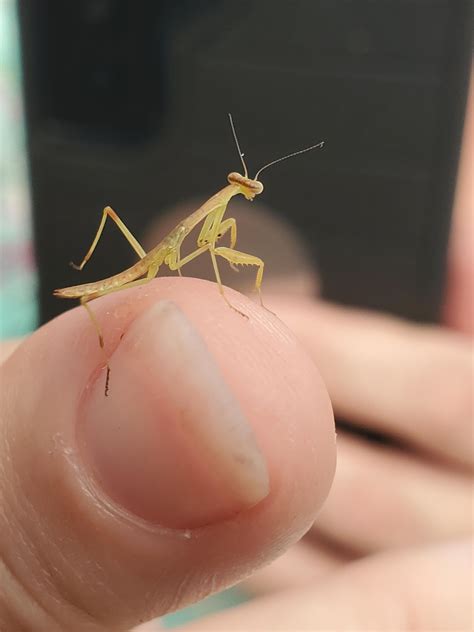 Tiny praying mantis : r/mildlyinteresting