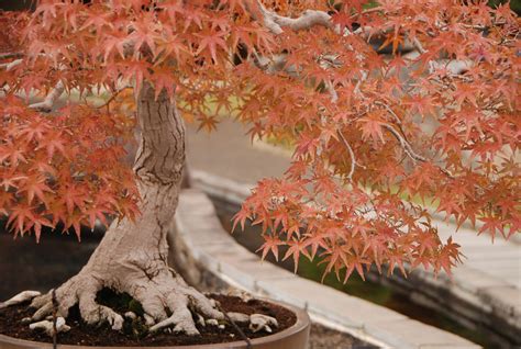 Japanese Maple Bonsai Winter Care