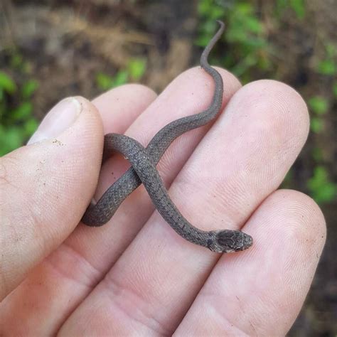 DeKay's Brown Snake Facts, Description, Diet, and Pictures