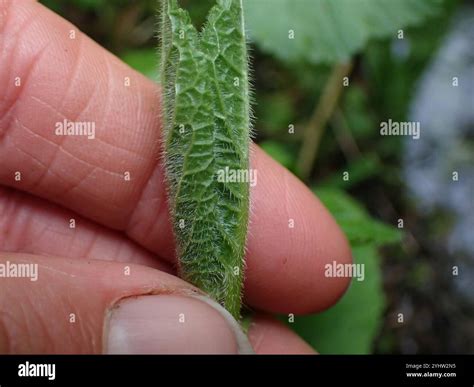 mint family (Lamiaceae Stock Photo - Alamy