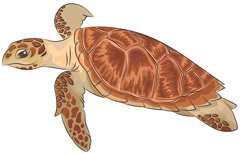Free Sea Turtle, Download Free Sea Turtle png images, Free ClipArts on ...