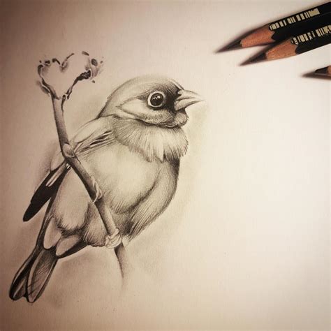 How To Draw A Beautiful Bird at Elijah Topp blog