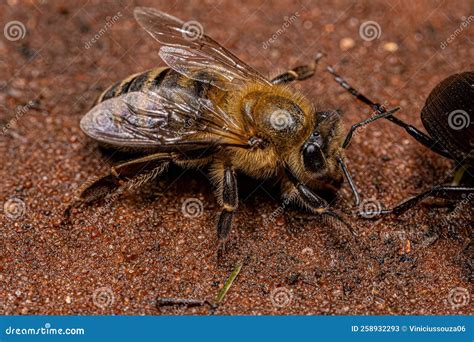 Adult Female Western Honey Bee Stock Image - Image of wild, arthropoda ...