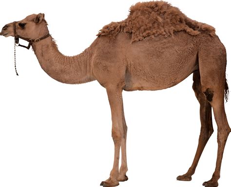 Camel Vector PNG Transparent Background, Free Download #37097 ...