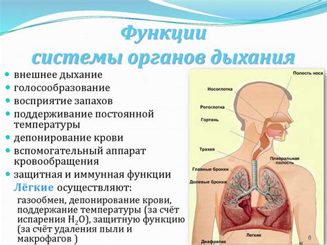 Функциональная анатомия дыхательной системы - презентация онлайн