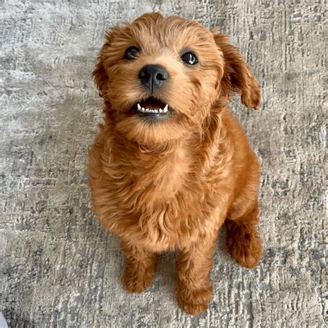 Goldendoodle Sizes: Standard, Mini And Medium Goldendoodles