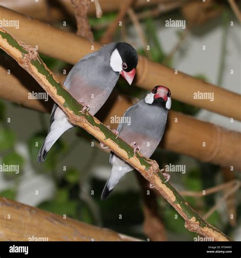 Rice finches hi-res stock photography and images - Alamy