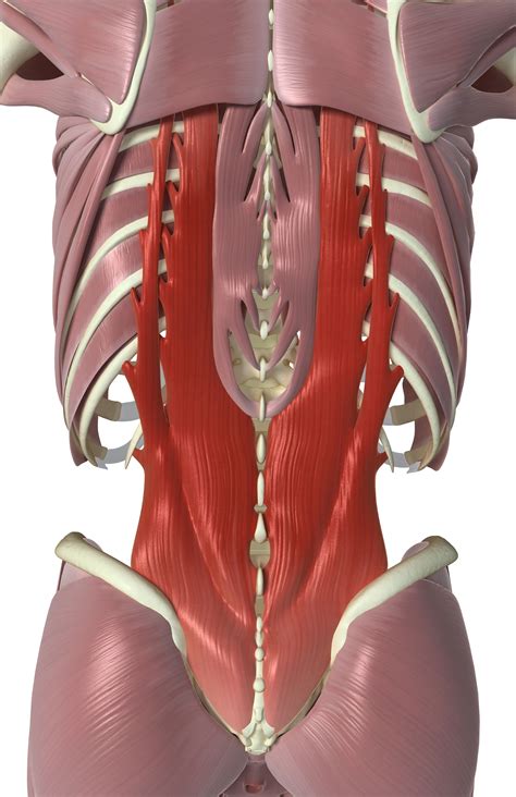 Lower Back Muscles Lower Back Anatomy Golf Fitness Tr - vrogue.co