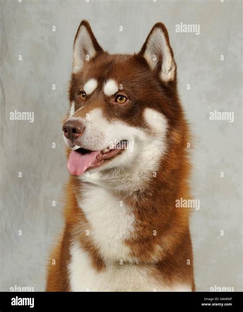 Dark Red Siberian Husky