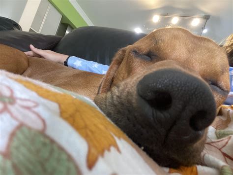Big Baby Murphy sleepy boops you : r/RhodesianRidgebacks