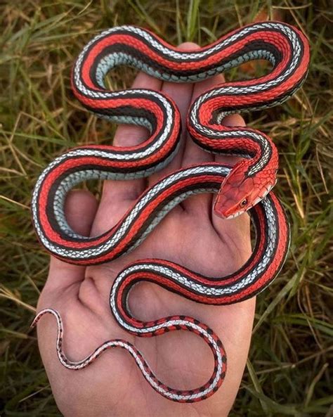 Neon Blue Garter Snake