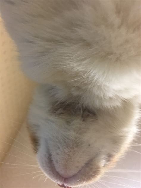 A newly adopted kitten has given my older cats fleas. We have almost ...