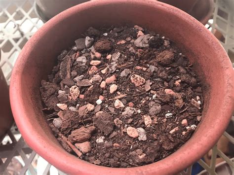 How to Make Cactus Soil Mix: Beginner’s Guide – Cactus Central