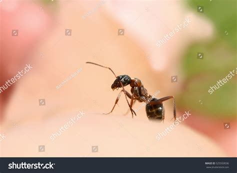 398 Ant Experiment Images, Stock Photos & Vectors | Shutterstock