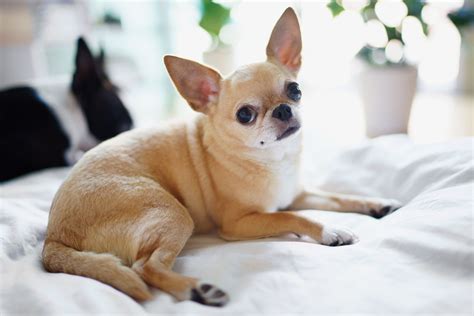 Chihuahua: Dog Breed Characteristics & Care