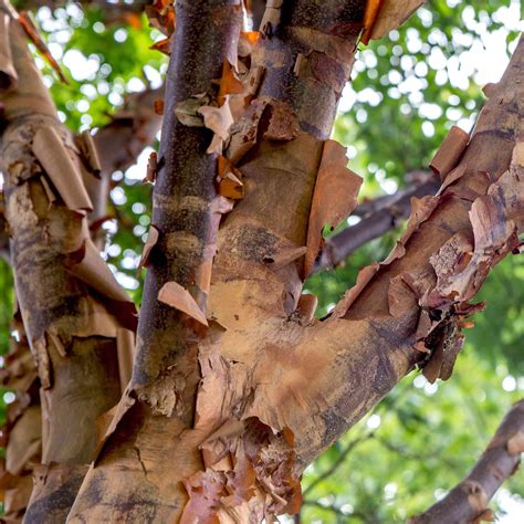 Paperbark Maple Tree (acer Griseum) Seeds - LIMITED BATCH - Etsy
