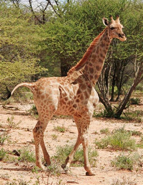 Meet the Dwarf Giraffes Who Have Baffled Scientists — and Stolen Hearts