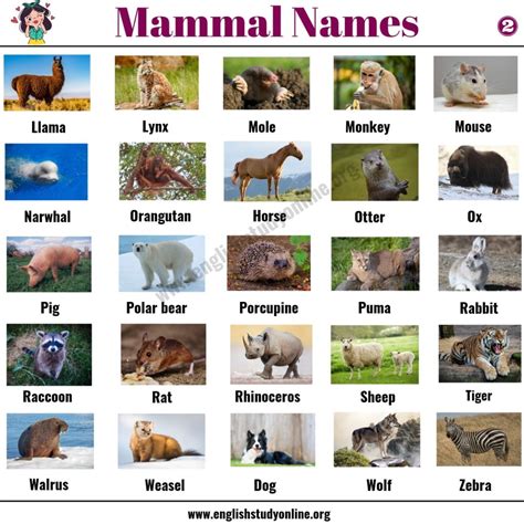 List of Mammals: 50+ Popular Mammal Names with Examples and ESL Pictures - English Study Online