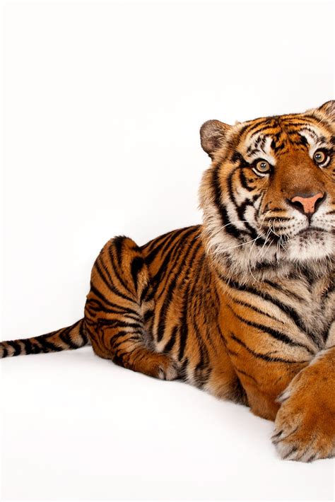 Biggest Wild Cat In The World