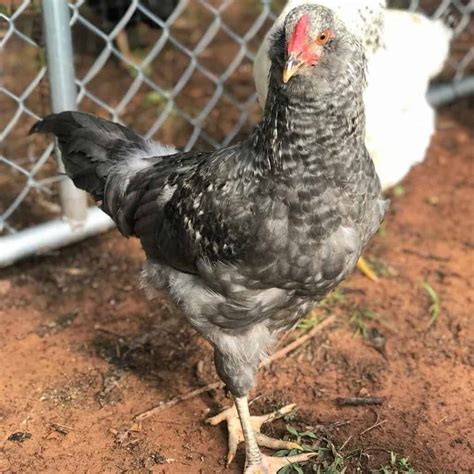 Olive Egger: Eggs, Temperament, Size and Raising Tips