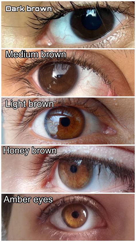 Brown eyes chart guide🤎🧡🍯 : r/eyes
