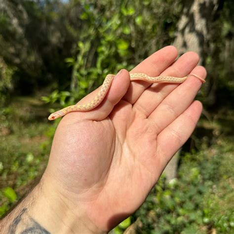 Baby Albino Checkered Garter Snake For Sale – O.T.W Exotics