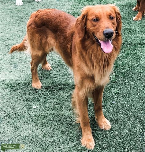 Dark Red Golden Retriever - Stud Dog San Diego, CA - Breed Your Dog