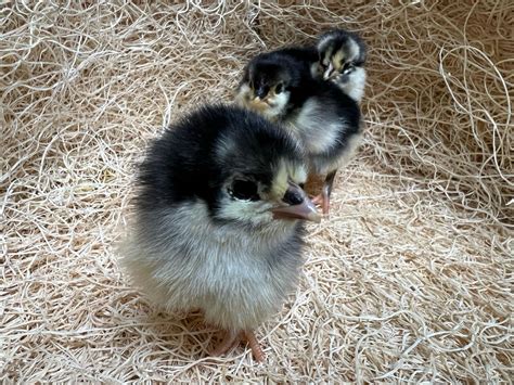 Black Australorp Chicks