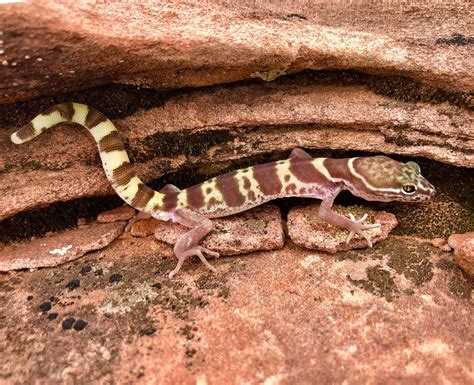 Western Banded Gecko