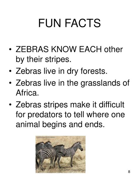 PPT - ZEBRAS PowerPoint Presentation, free download - ID:6215164