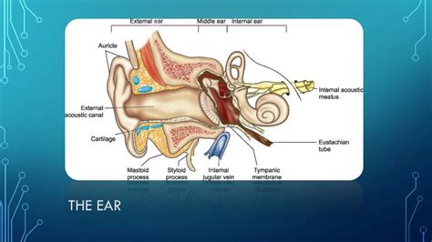 PPT - SURGICAL ANATOMY OF EXTERNAL & MIDDLE EAR PowerPoint Presentation ...
