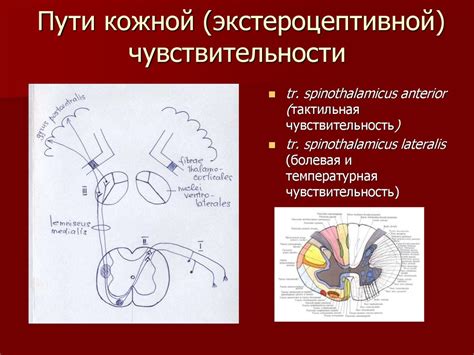 Проводящие пути ЦНС - online presentation