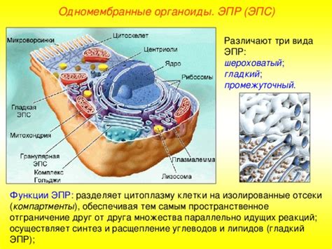 Цитоплазма. Одномембранные органоиды