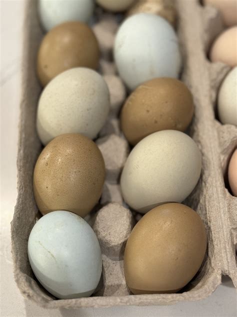 Easter Egger Chicken Eggs