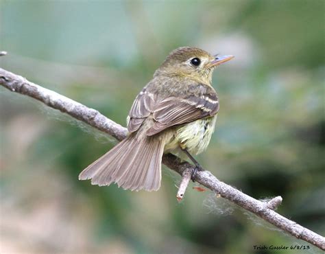 Western Flycatcher