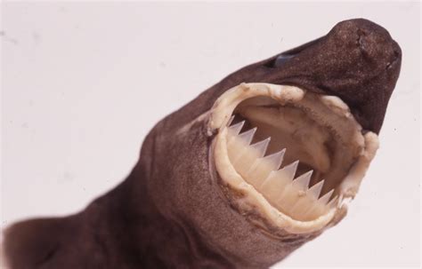 Largetooth Cookiecutter Shark, Isistius plutodus Garrick & Springer ...