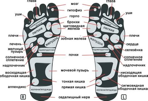 Точки на стопе отвечающие за органы: как правильно массировать