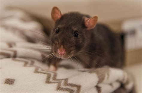 Sonar Ratas Q Significa