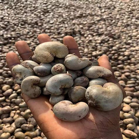 Raw Cashew Nuts - Zaph & Zoe Agro Export Company