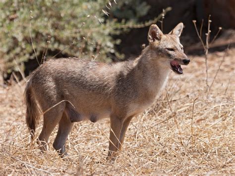 Cod vs Haddock: A Complete Comparison | AnimalCompare.com
