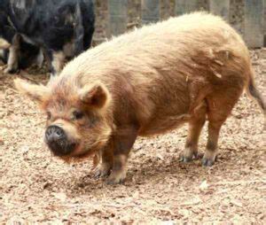 Duroc Pig Characteristics, Origin, Breed Info