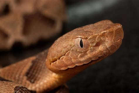 Copperhead Snake Belly Color at Joel Sherwin blog