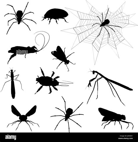insect, beetle, spider, creepy, halloween, spooky, silhouette, cobweb ...